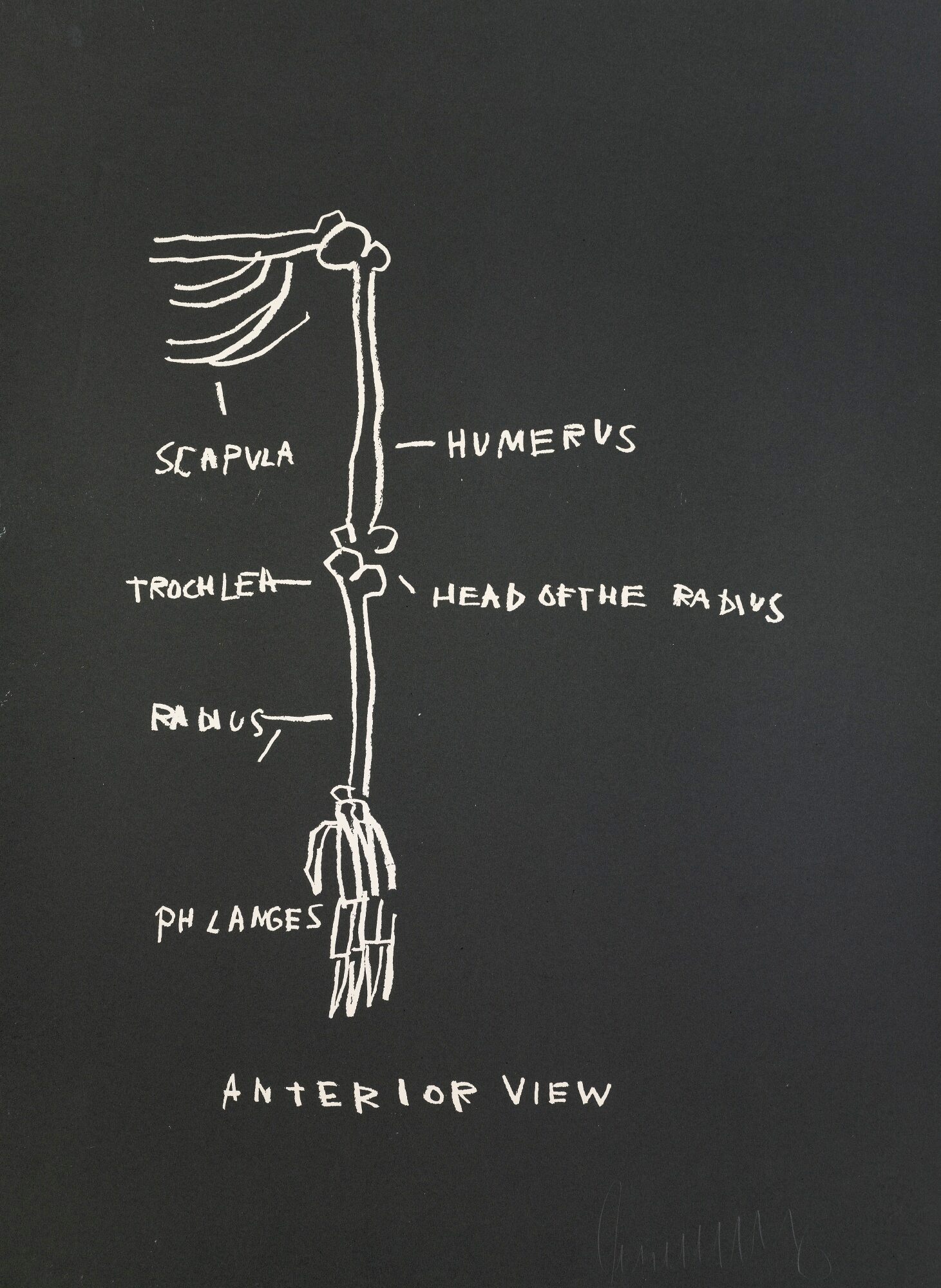 Jean-Michel Basquiat - Anatomy: Anterior View