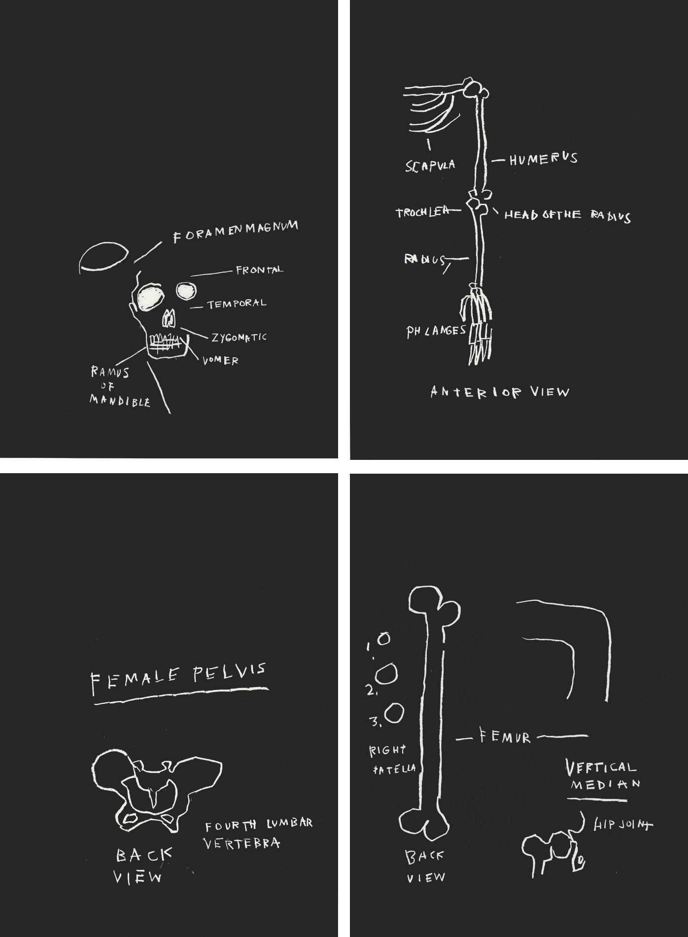 Jean-Michel Basquiat - Anatomy