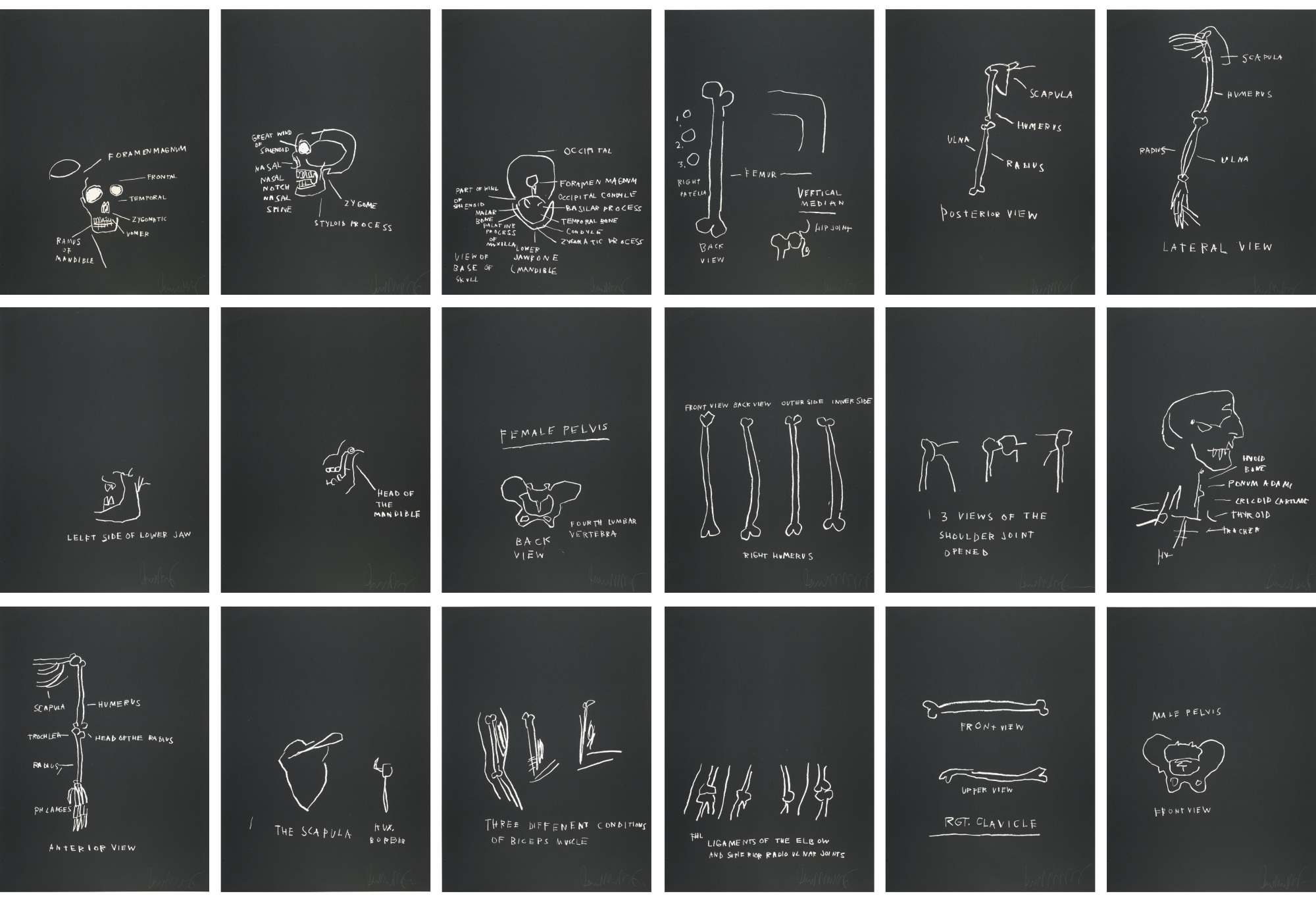 Jean-Michel Basquiat - Anatomy