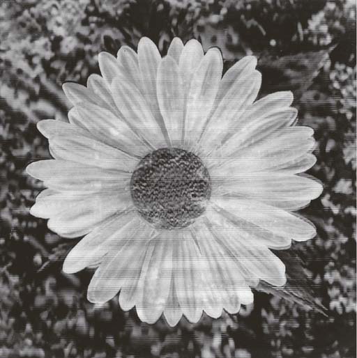 Andy Warhol - Daisy