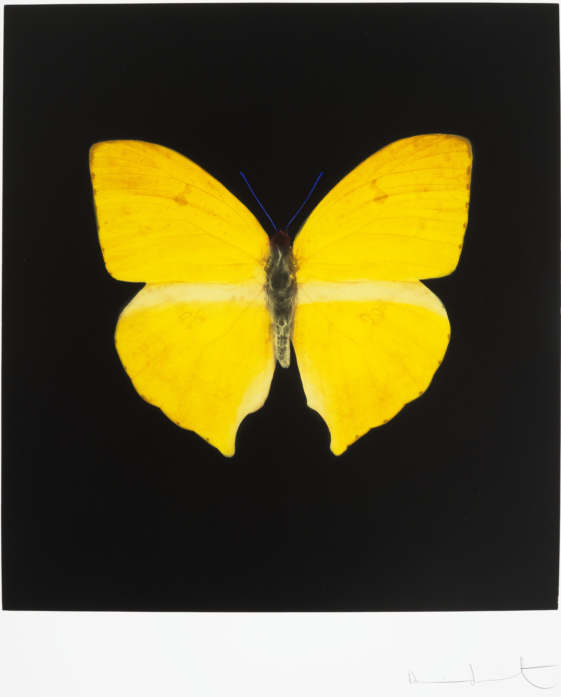 Damien Hirst - The Souls on Jacob's Ladder Take Their Flight: one print