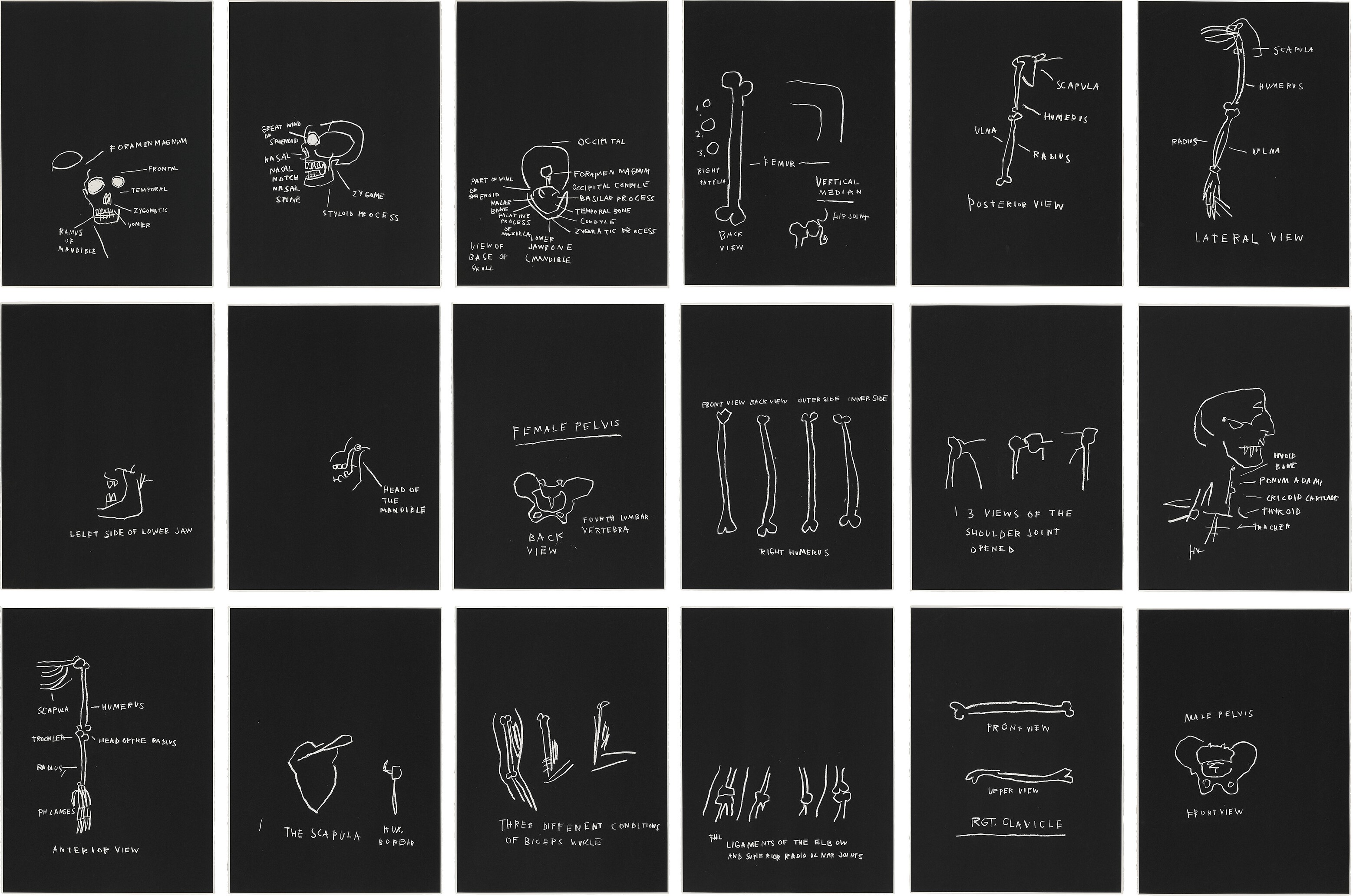Jean-Michel Basquiat - Anatomy