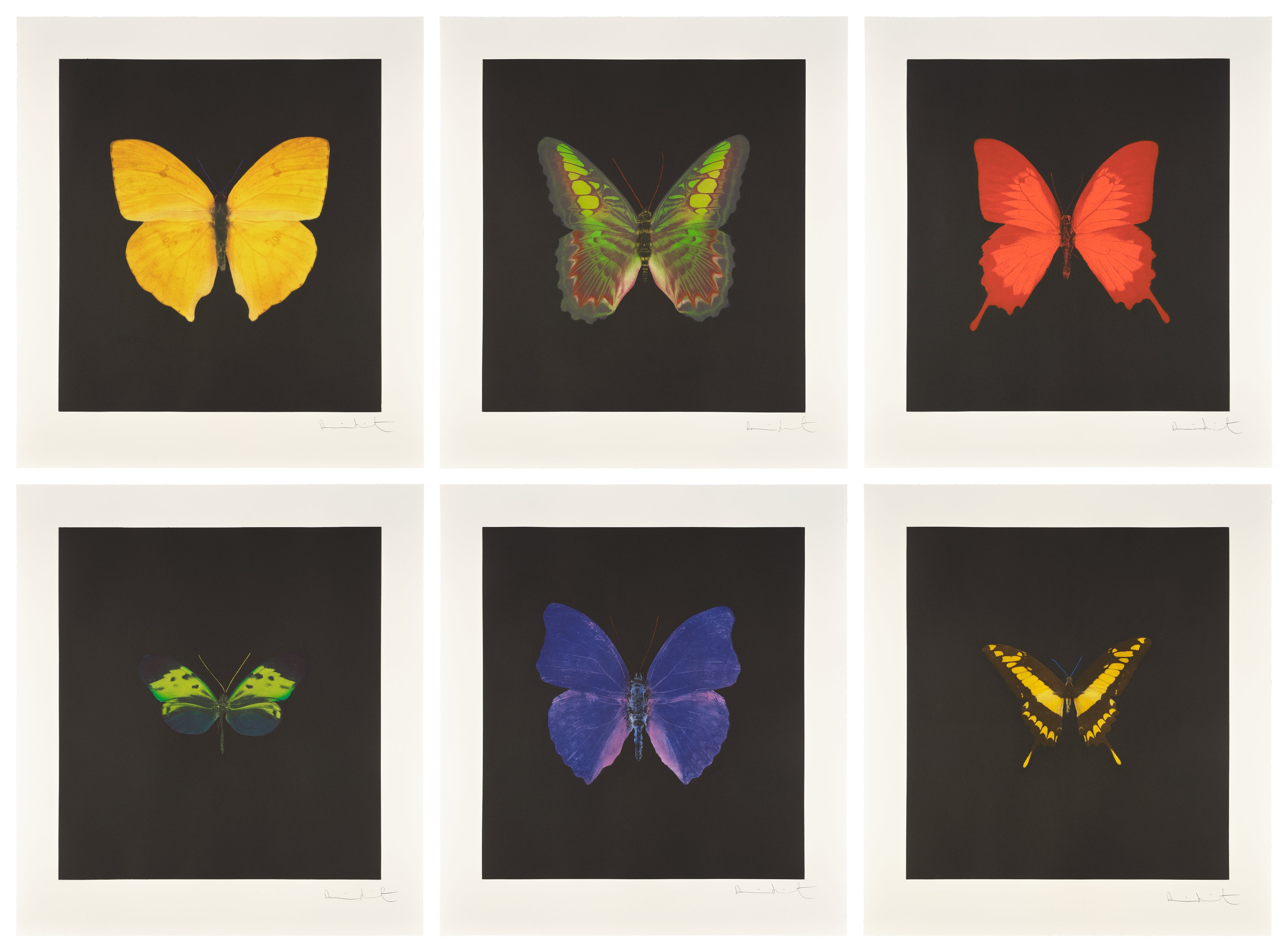 Damien Hirst - The Souls on Jacob’s Ladder Take Their Flight