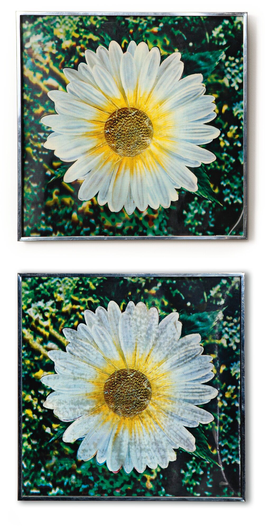 Andy Warhol - Untitled (Los Angeles Daisy) [Two Works]