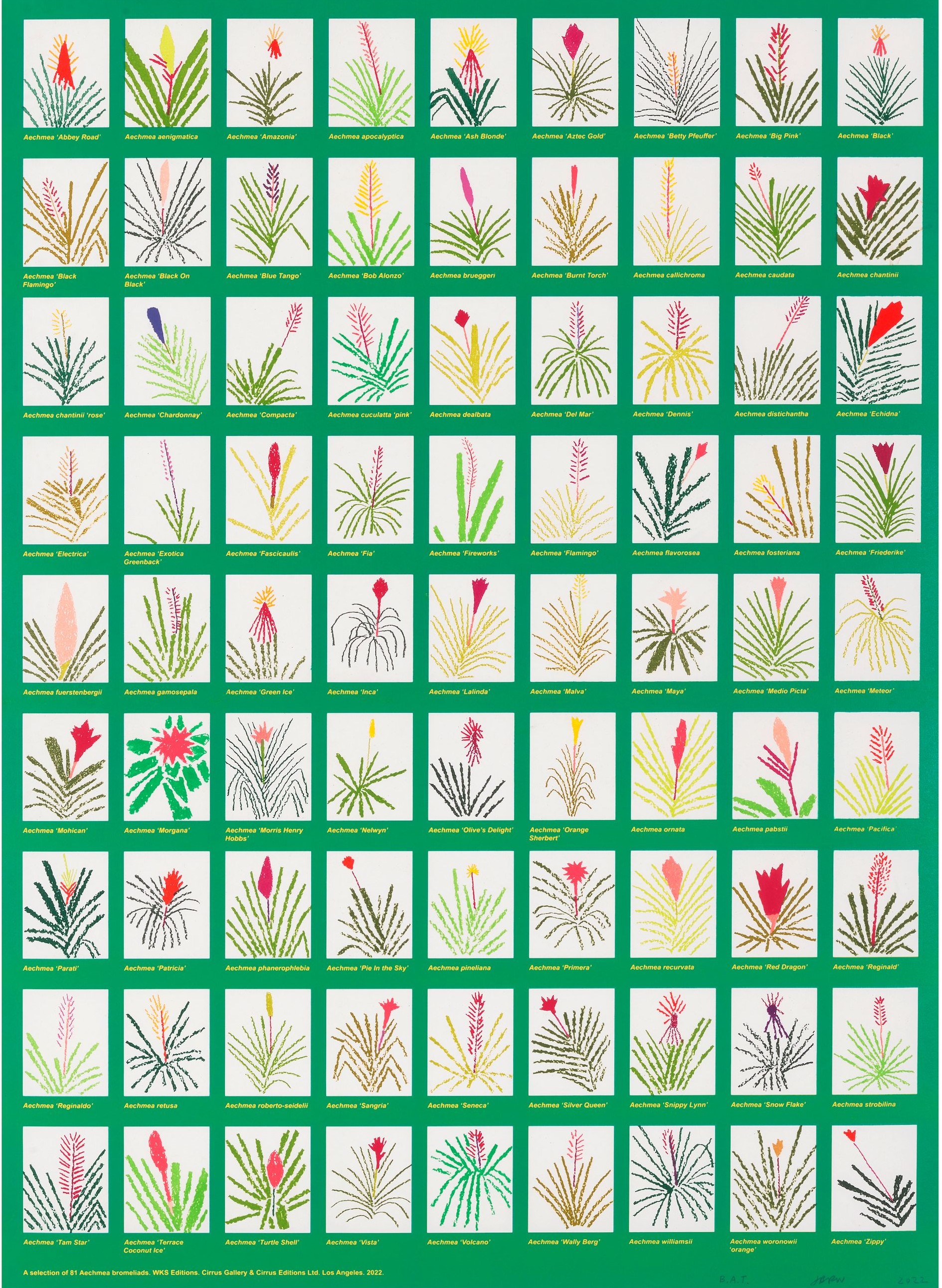 Jonas Wood - Aechmea Bromeliad Poster, 2022