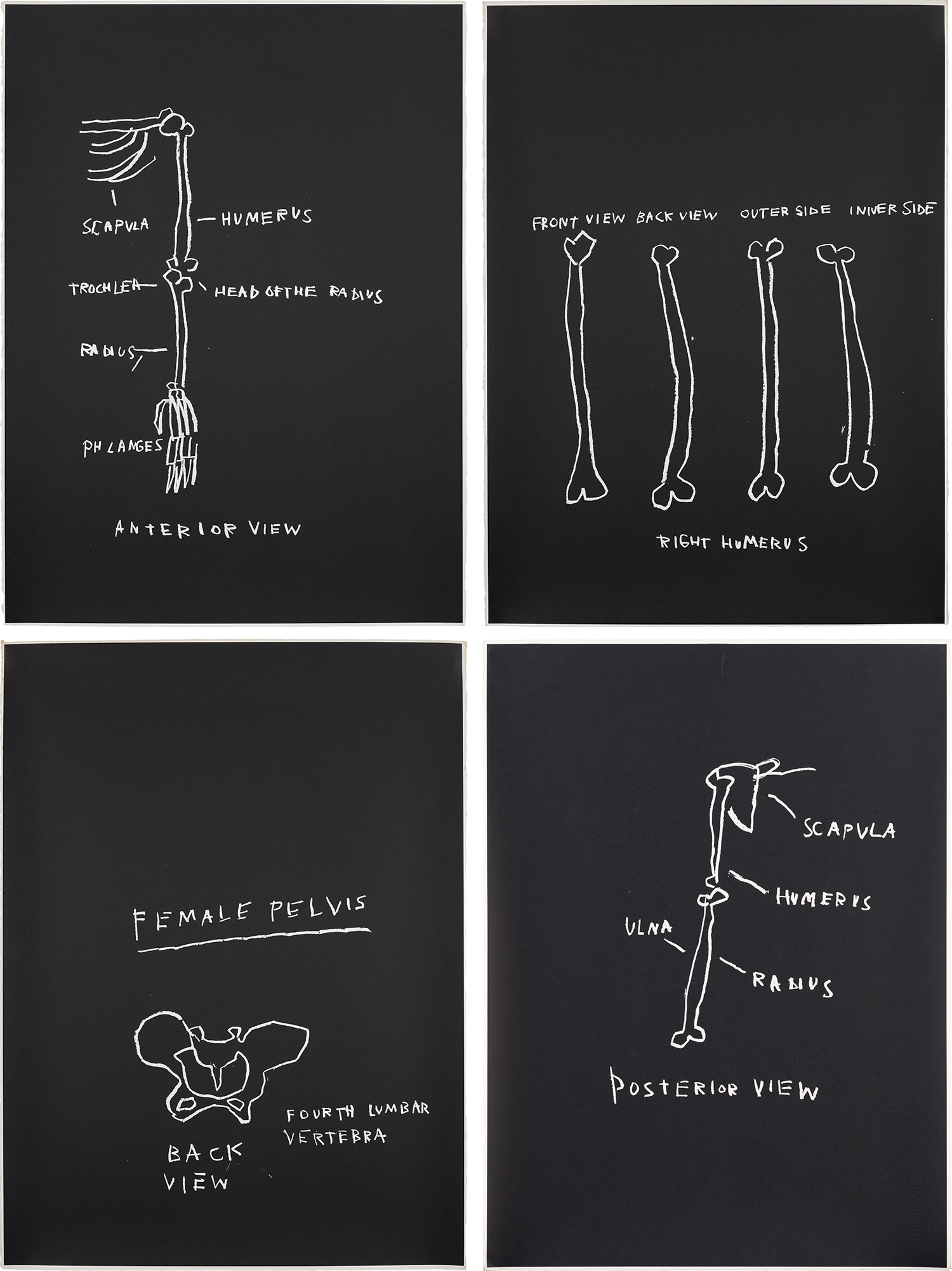 Jean-Michel Basquiat - Anterior View; Right Humerus; Female Pelvis; and Posterior View, from Anatomy