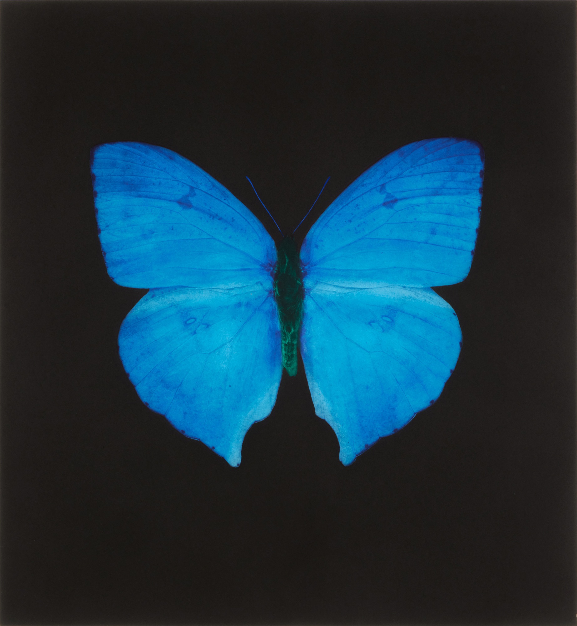 Damien Hirst - Butterfly Blue, from Memento
